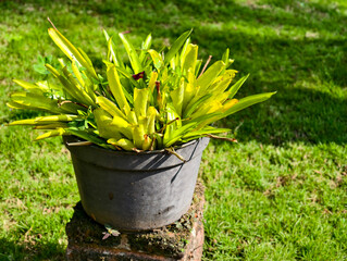 Vibrant Green Plant in a Pot Outdoors.