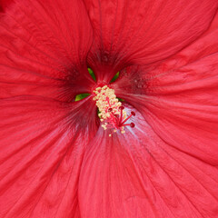 Large red hibiscus flower. Close-up