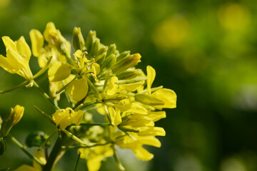 Ackersenf,  Gelbsenf,  Sinapsis alba