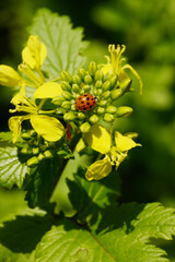 Ackersenf,  Gelbsenf,  Sinapsis alba,  Sinapsis spp
