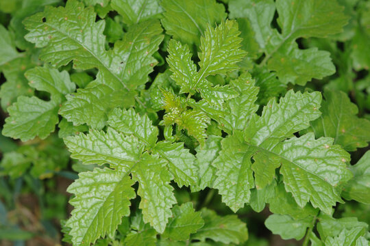 Senf, Ackersenf, Sinapsis alba, Sinapsis spp.