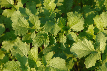 Ackersenf,  Gelbsenf,  Sinapsis alba