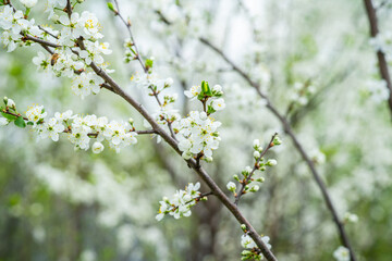 Beautiful blooming cherry tree in the garden. Selective focus.