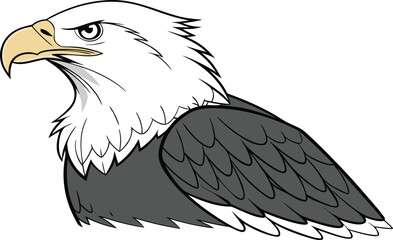 american bald eagle