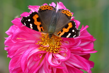 色鮮やかな大輪