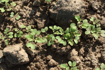 Ackersenf,  Gelbsenf,  Sinapsis alba,  Sinapsis spp