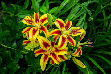 Lily flowers on the garden. Shallow depth of field.