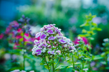 Obraz premium Blooming 