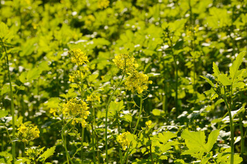 Ackersenf,  Gelbsenf,  Sinapsis alba