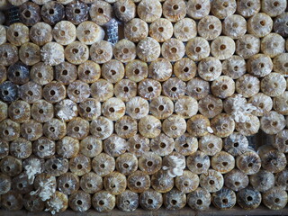 Mushroom Cultivation on Plastic-Wrapped Substrates in Grid Formation