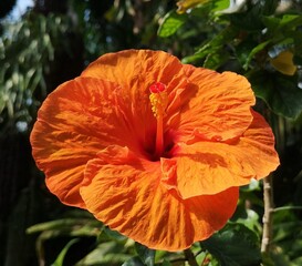 „Leuchtend orangefarbene Blüte des Chinesischen Roseneibisch (Hibiscus rosa-sinensis) im Sonnenlicht“ © RS Visuals