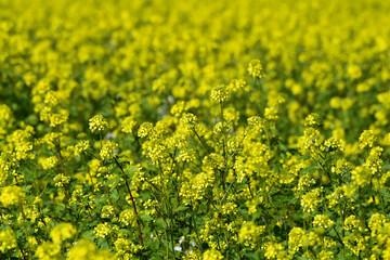 Ackersenf,  Gelbsenf,  Sinapsis alba,  Sinapsis spp.
