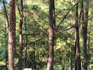Lush Forest Canopy with Tall Pine Trees.