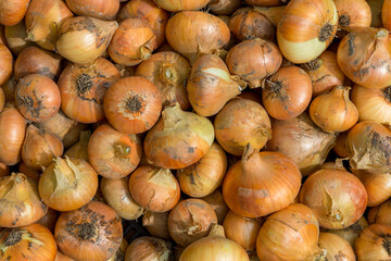 Many onions with husks, fresh harvest