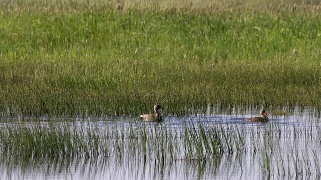 Canvasback ducks in a marshy pond in summertime