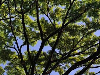 Lush Green Tree Canopy Against a Clear Blue Sky.