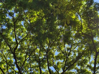 Lush Green Tree Canopy Against Bright Blue Sky.