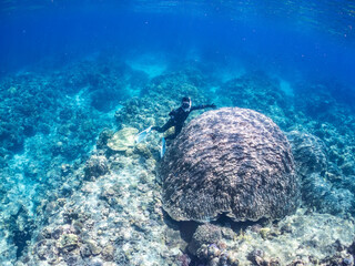 慶良間諸島でも最大級のハマサンゴの群生。
学名：Porites Lutea
サイズ比較のために横に立つ人。
巨大なサンゴ礁と熱帯魚の群れ。
沖縄県島尻郡慶良間諸島座間味島嘉比島-2025/6/27
