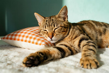 Sleeping tabby kitten resting on white soft blanket with orange and white checkered pillow, cozy and peaceful scene with light green background