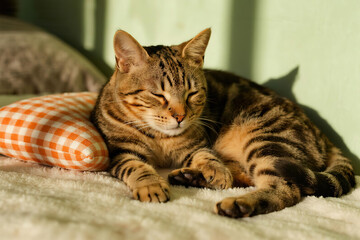 Sleeping tabby kitten resting on white soft blanket with orange and white checkered pillow, cozy and peaceful scene with light green background