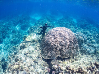 慶良間諸島でも最大級のハマサンゴの群生。
学名：Porites Lutea
サイズ比較のために横に立つ人。
巨大なサンゴ礁と熱帯魚の群れ。
沖縄県島尻郡慶良間諸島座間味島嘉比島-2025/6/27
