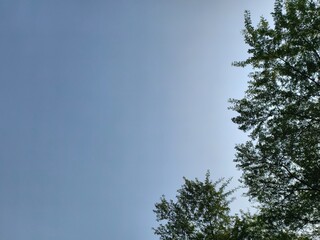 Clear Blue Sky with Green Tree Canopy.