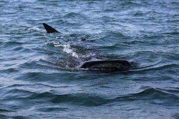 Fototapeta premium Whale Shark Swimming at Ocean Surface in Tropical Waters