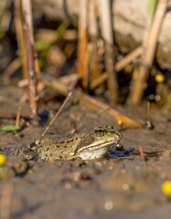 Frog in muddy marsh