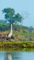 Fototapeta premium Crane standing on a grassy bank