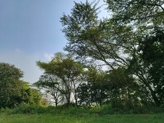 Lush Green Trees Under a Cloudy Sky.