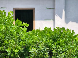 Lush Green Bush in Front of White Building.