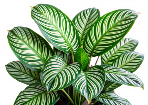  
 Leaves Calathea ornata pin stripe isolated on white background ,PNG.AI Generated.