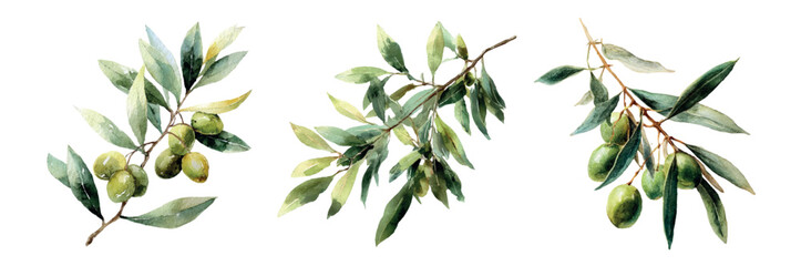 Watercolor set of olive branches. Branch of olive tree with leaves and green olive berries. Elements of Greek culture and Mediterranean food. Watercolor botanical illustration of olive tree.  © Narin