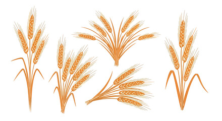 Golden Wheat Stalks A Harvest of Natural Beauty and Agricultural Abundance