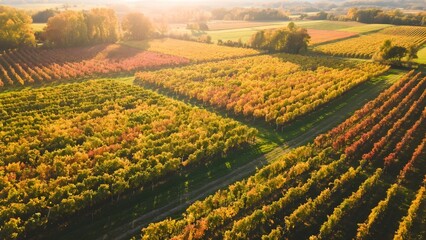Aerial View of a Colorful Autumn Vineyard