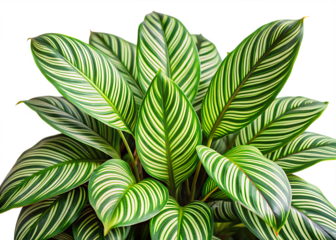  
 Leaves Calathea ornata pin stripe isolated on white background ,PNG.AI Generated.