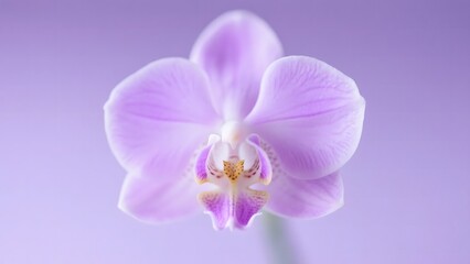Delicate Purple Orchid in Bloom Against a Soft Lavender Background