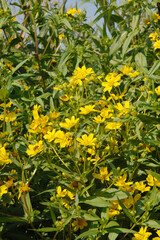  Ramtillkraut, Mungo, Guizotia abyssinica