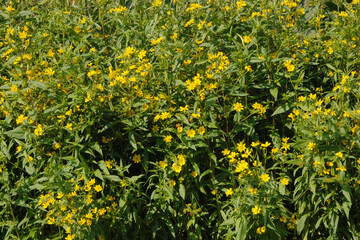  Ramtillkraut, Mungo, Guizotia abyssinica