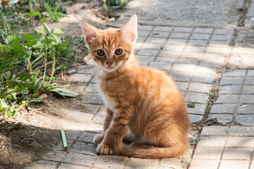 A small, curious ginger kitten sitting and resting on a rustic paved stone path