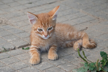 A small, curious ginger kitten sitting and resting on a rustic paved stone path