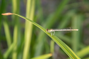 A delicate dragonfly with translucent wings resting on a vibrant green leaf, a moment of tranquil nature