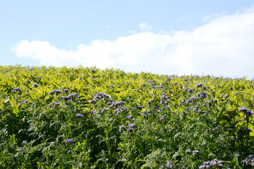  Ramtillkraut, Mungo, Guizotia abyssinica © Peter Oetelshofen