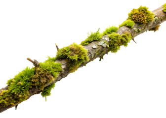 Long branch with moss growing on it on white background ,PNG.AI Generated.