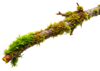 Long branch with moss growing on it on white background ,PNG.AI Generated.