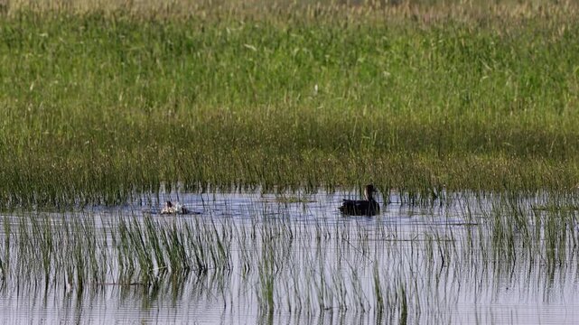 Canvasback ducks in a marshy pond in summertime