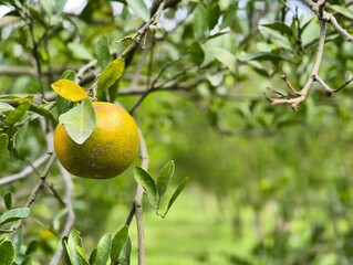 Ripe Orange Fruit Hanging on a Lush Green Tree Branch.