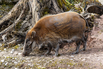 Red river hog, Potamochoerus porcus, also known as the bush pig.