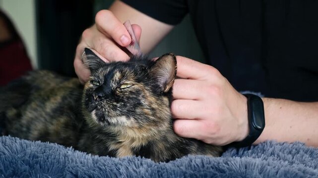The owner uses flea drops to treat the cat. Prevention of ticks in pets. The fluffy fur and tortoiseshell in color. Medicinal blister. A tube of parasite drops. A calm pet. High quality 4K footage.