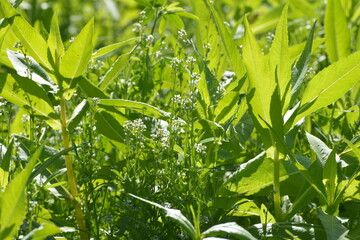  Ramtillkraut, Mungo, Guizotia abyssinica, Kresse